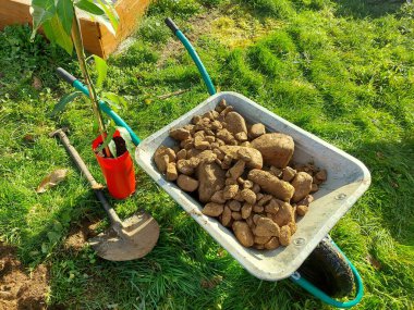 Bahçede taşlarla dolu el arabası, bir kürek ve mango ağacının yanındaki çimlerde kayalar..
