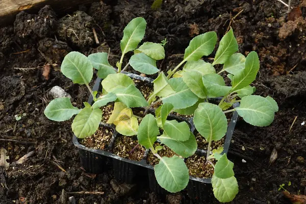 cauliflower seedbed on vegetable garden soil, urban vegetable garden concept transplanting cauliflower