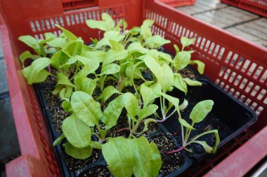 Sebze bahçesine ekmek için pazı tohumları. Bitkilerin fidanlığında genç bitkilerin satışı.