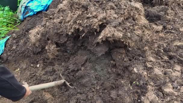 Agriculteur Ramassant Fumier Avec Une Fourche Compost Pour Fertiliser Potager — Video