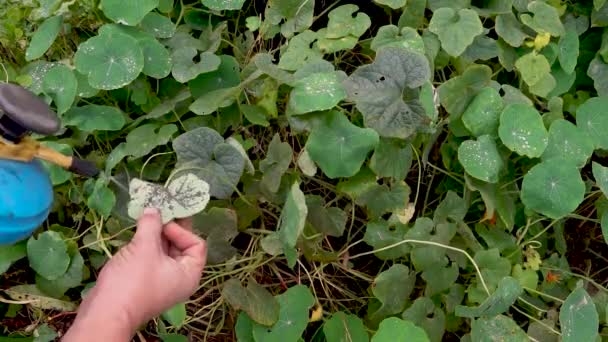 Mezőgazdasági Termelő Organikus Rovarirtó Szert Permetez Növényeken Lévő Kártevők Ellen — Stock videók