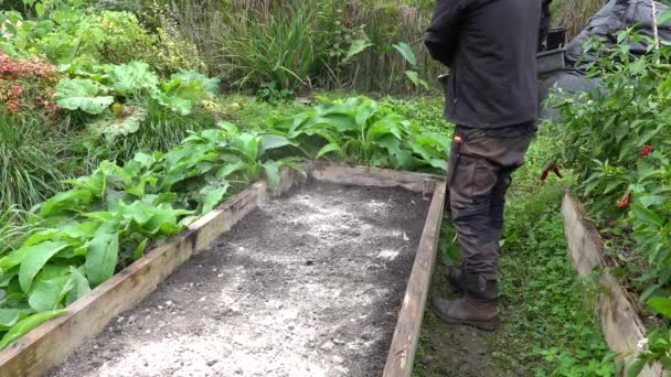 农民在蔬菜园的土壤上撒灰以施肥和防治害虫 为土壤提供磷 — 图库视频影像