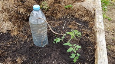 Sebze bahçesindeki domates hasadına geri dönüştürülmüş plastik şişeyle otomatik damlatma