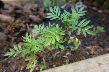 Tagete bitkisi verimli topraklarda filizleniyor, tagete tohumları bahçede filizleniyor.