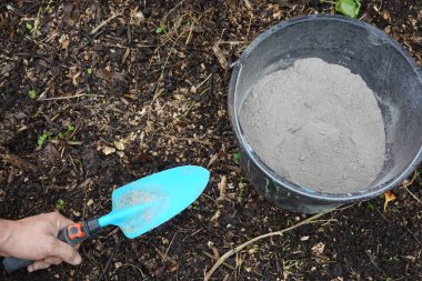 Sebze bahçesinde kül kullanma kavramı. Bahçıvan elinde kürekle kovadan odun külü topluyor..