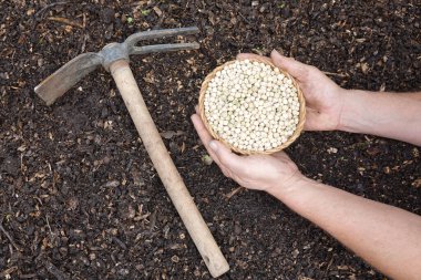 Bahçıvanın elleri, çapanın yanına ekmek için verimli topraklarda bezelye tohumları tutar.