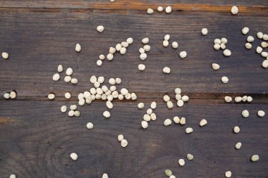 Bezelye tohumları dibe saçılmış odunsu diplerle ekilir.