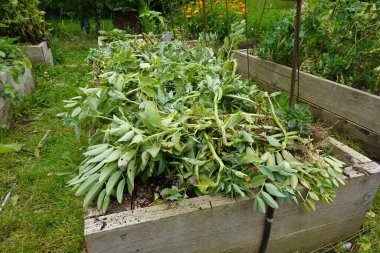 Geniş fasulyeler yeşil gübre olarak sebze bahçesinde kesilip gübre olarak kullanılsın..