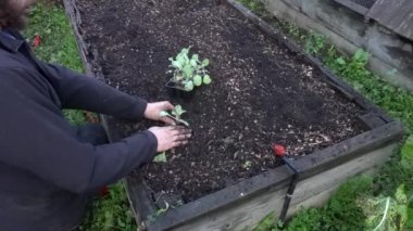 Bahçıvan bitkileri, yükseltilmiş ahşap yatak üzerinde karnabahar yetiştirirler. sebze bahçesinde lahana yetişiyor.