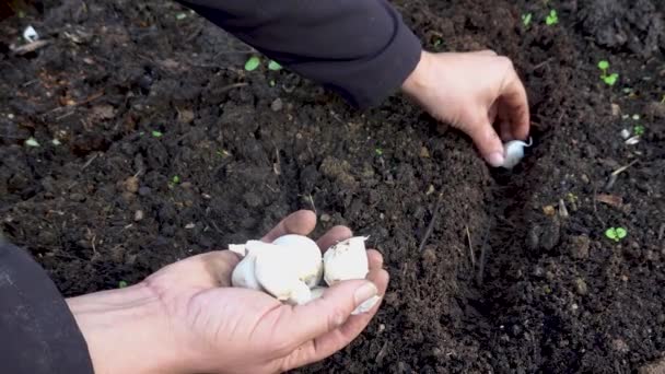 他在菜园里种大蒜 大蒜种植如何种植大蒜 — 图库视频影像