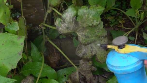 Člověk Rozprašuje Fungicid Listy Houbami Postřik Léčbě Plodin — Stock video