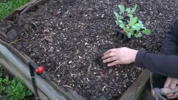 园丁在凸起的木床上种植卷心菜 菜园里种植的卷心菜 — 图库视频影像