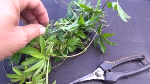 Taking Plants Make Cuttings Passionflower Plants Rooting — Stock Video