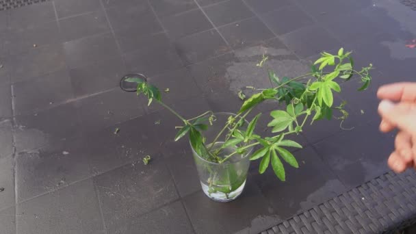 Homem Mostra Estacas Plantas Enraizadas Água Estacas Passionflower Com Raiz — Vídeo de Stock