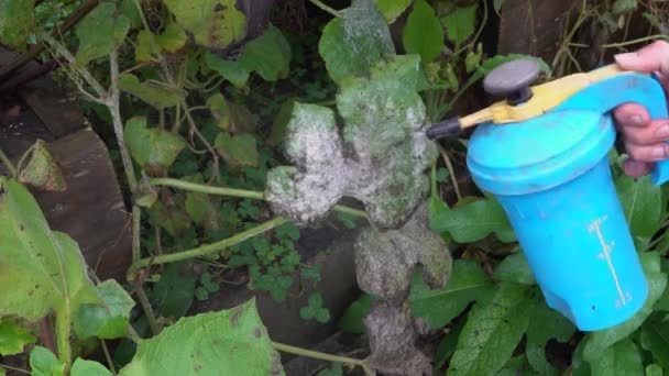 男は真菌で葉に殺菌剤をスプレーする 作物を治療するスプレー — ストック動画