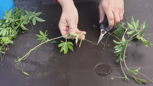 How Make Passionflower Cuttings Man Scissors Cutting Branches Rooting — Stock Video