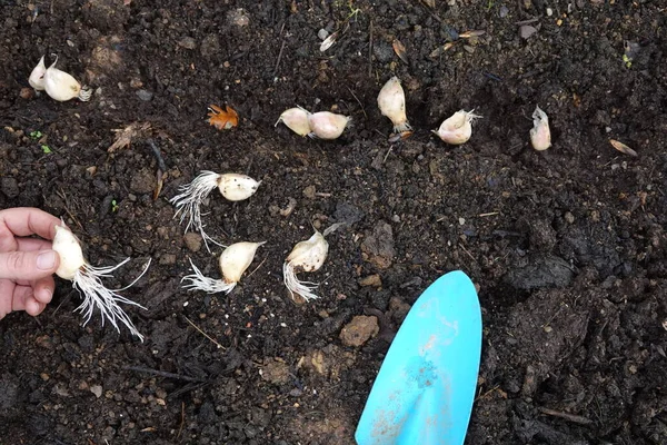 rooted garlic to grow in the vegetable garden together with a shovel. man holds garlic seedling.