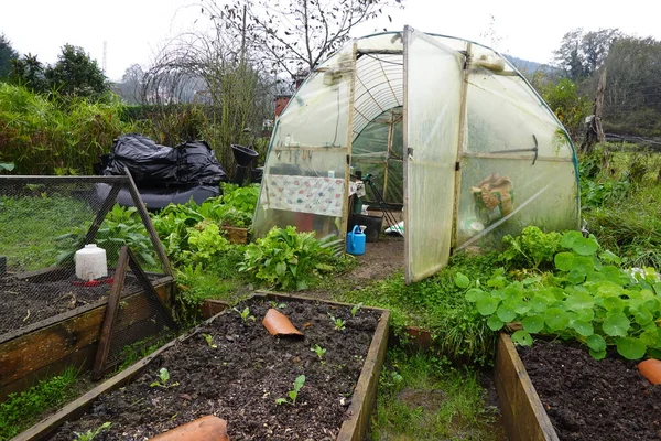 urban vegetable garden on a rainy autumn day. next to a greenhouse with a wooden raised bed crop.