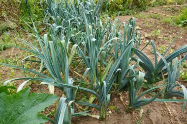 young leek plants growing in fertile soil in the vegetable garden. leek row cultivation in garden clipart