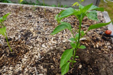 Çan biberi ekimi için ahşap yatak kaldırdım. Verimli topraklarda yetişen kırmızı çan biberi ve ahşap gübre..