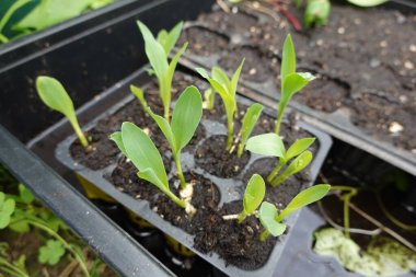 Seralarda yetişen genç mısır bitkilerinin tohumları. Sebze bahçesinde mısır ekimi
