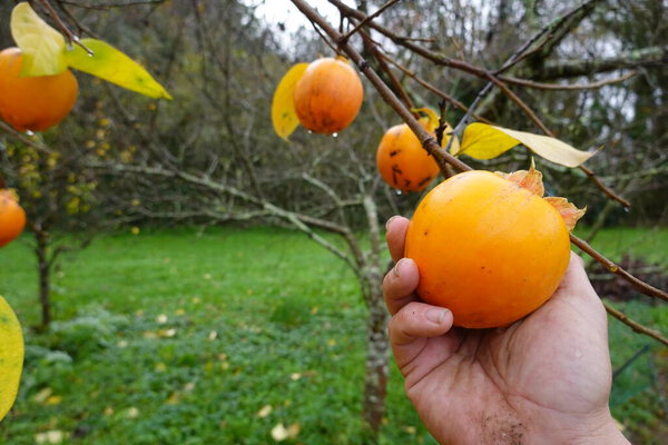 Рука человека собирает хурму для сбора урожая с дерева. Сбор хурмы