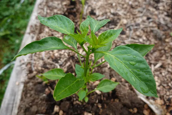 young bell pepper plant growing in a raised wooden bed with mulch of crushed wood and water drops.