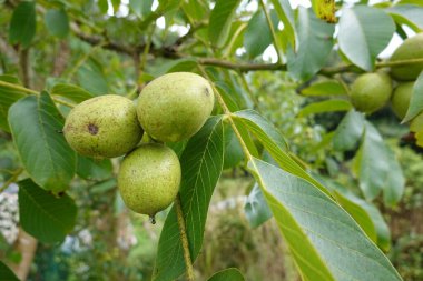 Meyve hasarlı yeşil ceviz meyvesi. Ceviz ve taze ceviz..