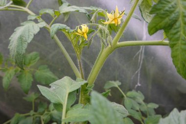 Serada açık taze çiçekleri olan genç domates bitkisi.