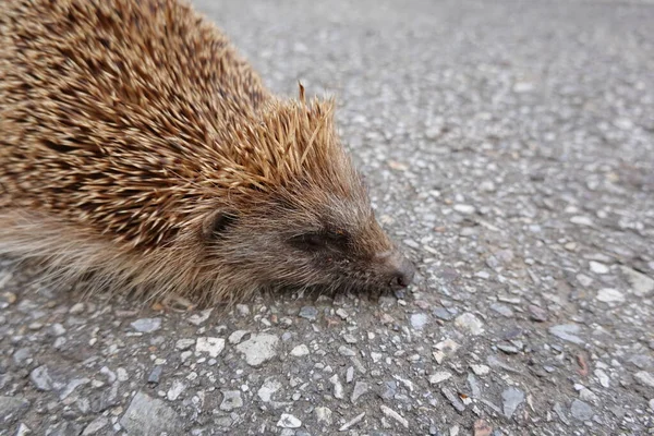 european hedgehog killed in traffic accident. hedgehog run over on the road.