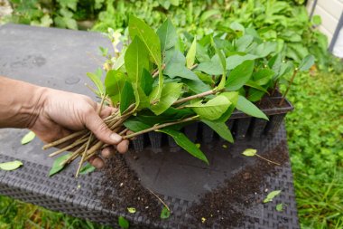 İnsanlar üremek için özel dalları keserek tutarlar. Ligustrum vulgare kesimlerden yetişir.