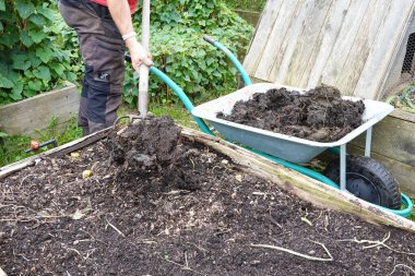 Adam sebze bahçesindeki toprağı gübrelemek için el arabasından taze inek gübresi topluyor.