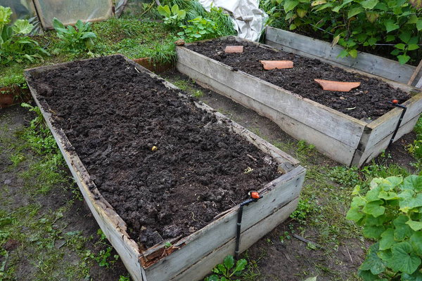 raised wooden bed prepared for growing plants in the vegetable garden. vegetable garden ready for planting.