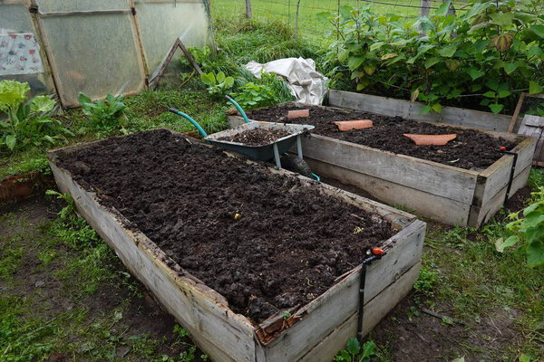 wheelbarrow full of manure to fertilize the raised wooden beds in the vegetable garden ready for planting.