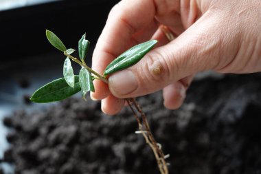 Adamın eli zeytin ağacını tutuyor, kökleri kökleriyle kesiyor, kökleri suyla kesilmiş zeytin dalı tutuyor.
