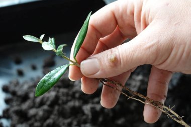 Kökleri bir adam tarafından tutulan zeytin dalı dallarla yeniden üretilen zeytin ağacı.