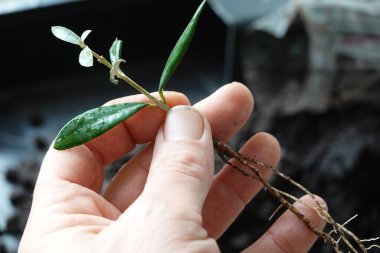 Adamın eli zeytin dalını keserek kopyalandı. Kökleri olan zeytin dalı