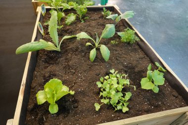 Balkonda ya da evdeki terasta büyümek için yeni yetişmiş bitkilerle dolu bir masa.