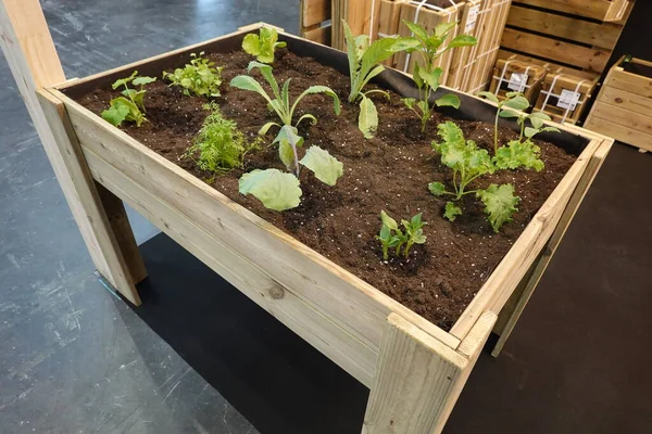 growing table with freshly grown plants to grow on the balcony or terrace at home