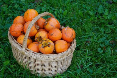 sonbahar meyve hasadı. Hurma hasadı hasat sepetinde çimlerin üzerinde büyük bir meyve..