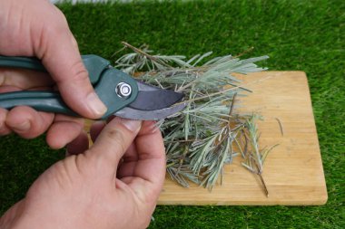 Makaslı bir adam lavanta dallarını kesme ve lavanta üretimi için hazırlar.