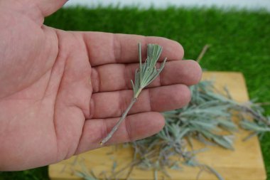 Lavanta dalını kesiklerle yaymak için tutan adam. Köksüz lavanta yaymak