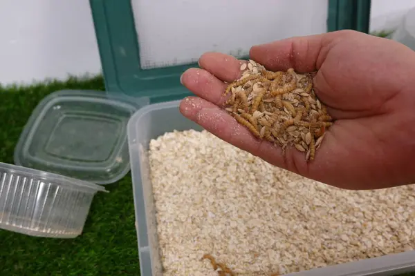 man\'s hand picks mealworms at home farm to eat. tenebrios worm