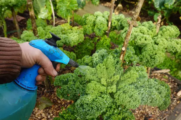 man sprays on plants infested with fungus, fight fungus in the vegetable garden