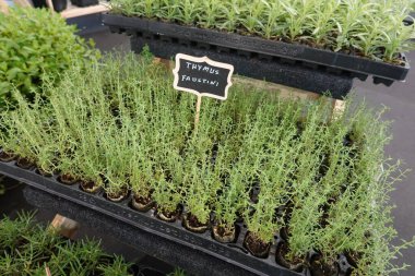 Timus filizleri kesiklerle çoğalıyor. Timus faustini bitkisi kesiklerle çoğalıyor. Timüs dalı.