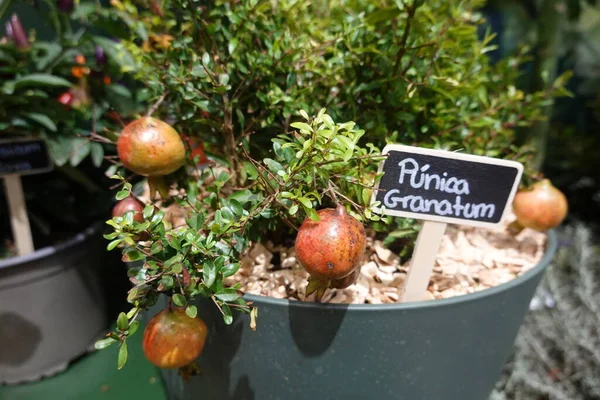small pomegranate tree with potted fruit . pomegranate fruit for harvesting