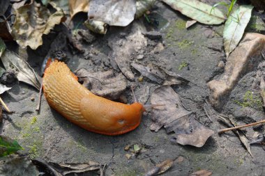 Bahçedeki çayırlarda koşan dev kahverengi sümüklü böcek. Bahçedeki sümüklüböcekler