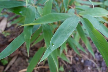 Bambu ormanı, bambu yaprakları yakın plan, sağlıklı yapraklar.