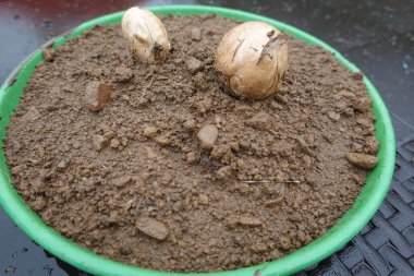 Tencereye şeytan parmağı yumurtası, ahtapot mantarı ya da mantar çıkmadan önce Clathrus archeri. zehirli mantar