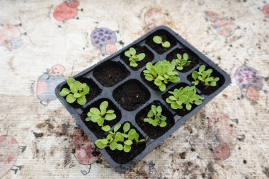 Seradaki fidelerde marul yetiştirmek. Çiftçi küçük marul yetiştirir